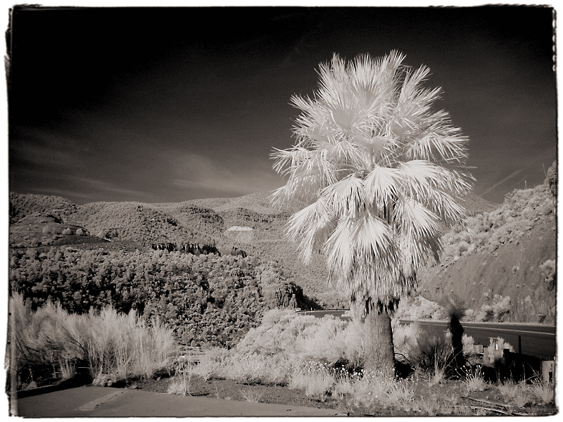 Roadside Palm Infrared near Globe, AZ � Dave Hickey